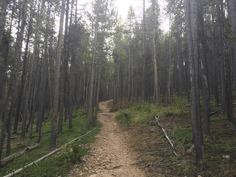 Donner Pass Colorado Near Fort Collins Trail Review 6130