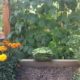 Colorado Vegetable Garden | High Elevation Gardening Guide